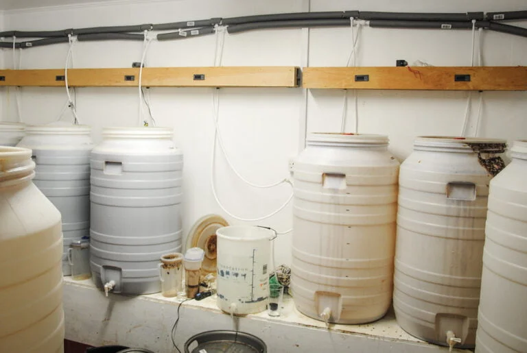 Large plastic fermentation tanks in a home brewery setup with temperature control wires and other brewing equipment.