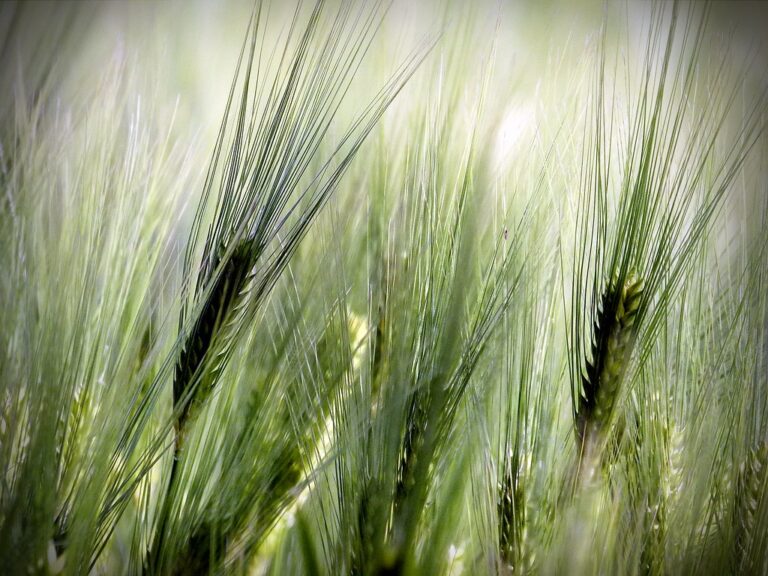 Close-up of green barley spikes with a soft-focus background.