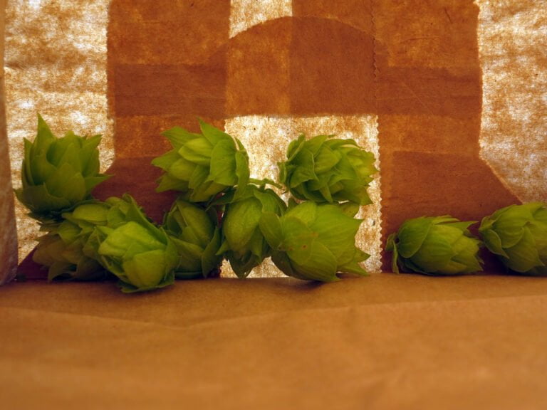 Green hop cones in front of a brown paper bag with sunlight filtering through, creating shadows on the surface.