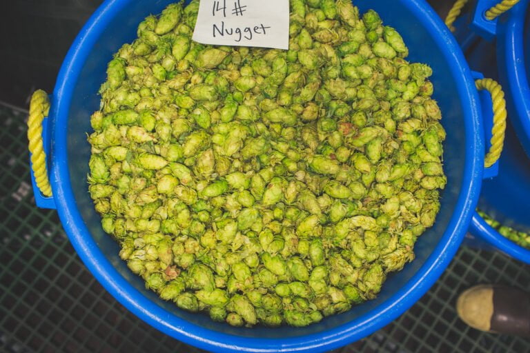 A blue plastic bin filled with fresh green hop cones, with a handwritten label reading "14# Nugget" placed on top. Another similar bin is partially visible to the right.