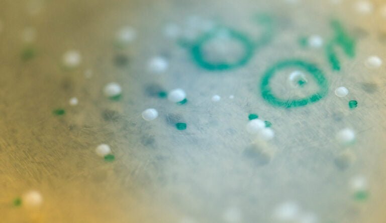Close-up of a culture plate with bacterial colonies and a bacterial lawn, showing small, white, raised colonies and translucent green circles on an agar surface.
