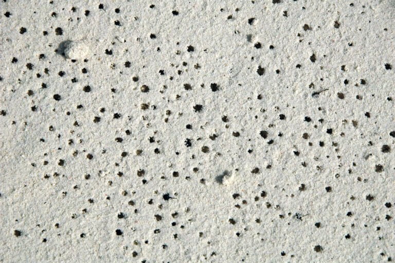 A close-up of a sandy surface with numerous small black dots scattered throughout.