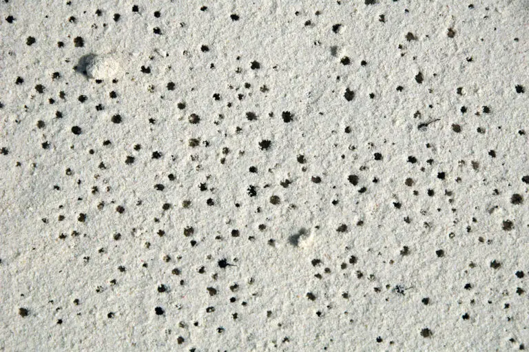 A close-up of a sandy surface with numerous small black dots scattered throughout.
