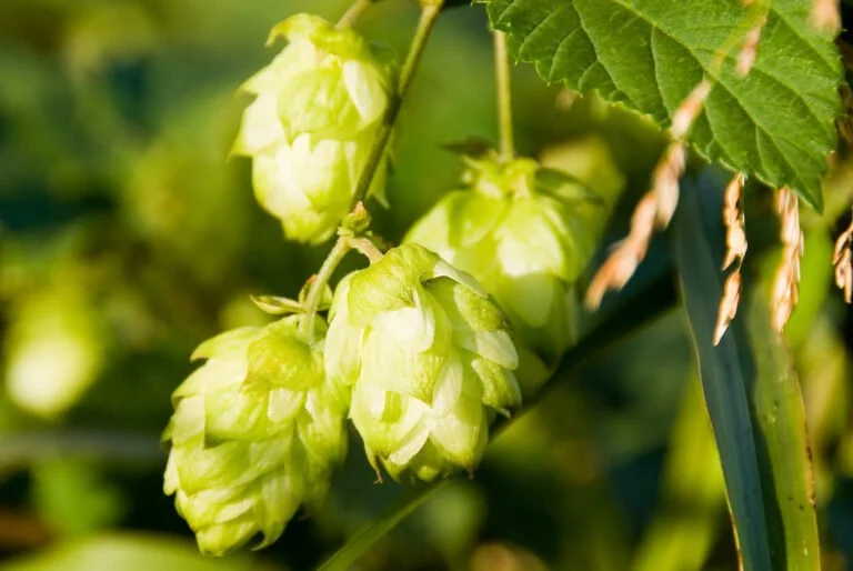 Close-up of green hop cones on a vine with sunlight filtering through leaves.