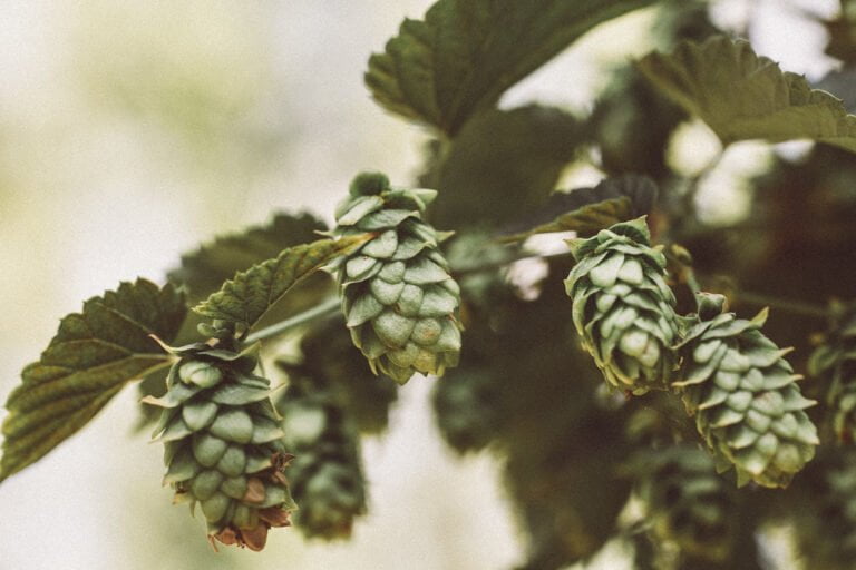 Green hop cones hanging from a plant with leaves, with a soft-focus background.