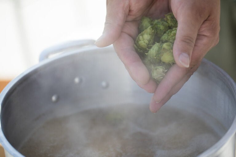A hand holding a bunch of hops above a brewing kettle with boiling liquid.