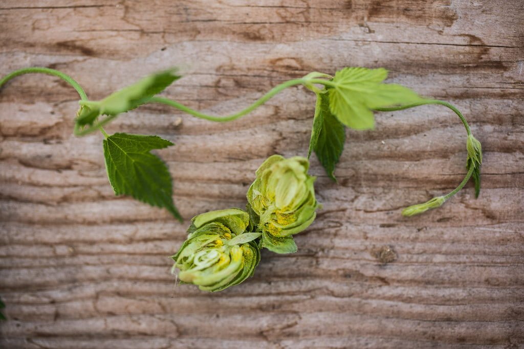 What's the Difference Between Bittering, Flavor, and Aroma Hops ...