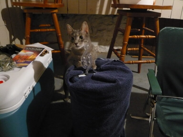 A gray tabby cat sitting on a blue towel-covered object, looking curiously at the camera, with a plastic object on its head resembling glasses. In the background, there are wooden chairs and a cooler.