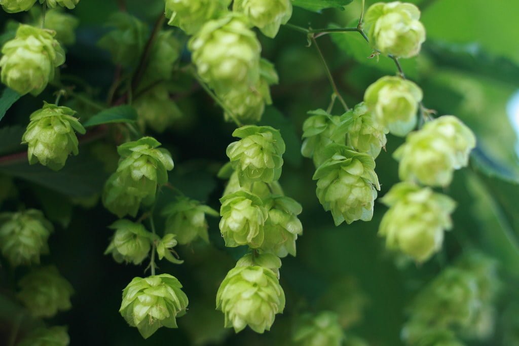 Clusters of green hops hanging from a vine with a blurred background.