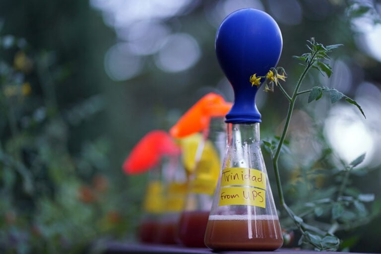 A clear glass fermentation bottle labeled "Trinidad from UPS" with a blue airlock on top, next to another similar bottle with an orange airlock, set against a soft-focus background of greenery.