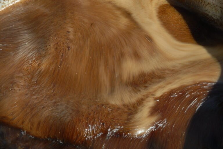 Close-up of brown and tan swirling mash