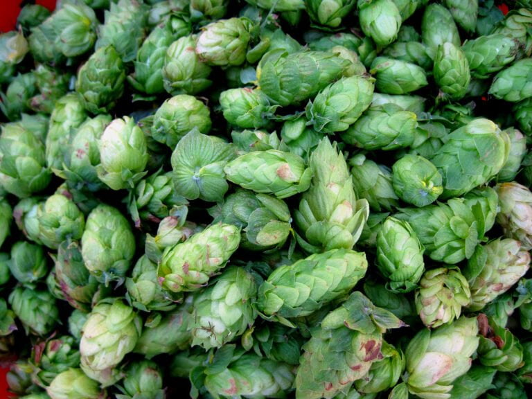 A close-up of fresh green hops, the flowers used in brewing to add flavor and aroma to beer.