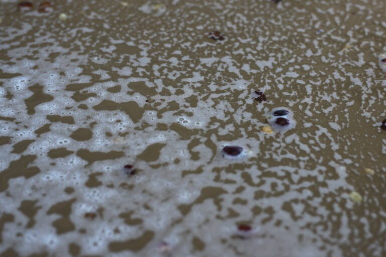 Foamy water with patterns on a brown surface with several small leaves and debris.