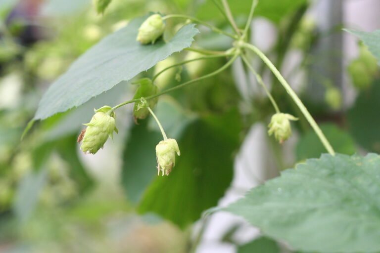 Close-up of hop cones hanging from a vine with green leaves in soft focus background.