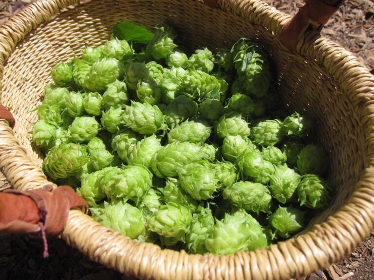 A wicker basket filled with fresh green hops under natural sunlight.