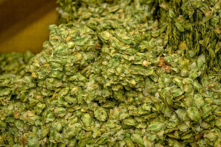 A close-up of a large quantity of dried green hops used for brewing beer.