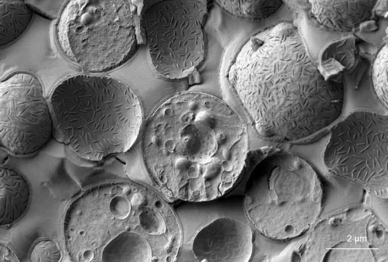 Scanning electron micrograph showing closely packed diatoms with intricate patterns on their silica cell walls, with a scale bar indicating 2 micrometers.