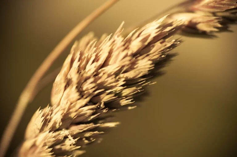 Close-up of a grass seed head with a shallow depth of field, highlighting the textures of the seeds against a soft, blurred background.
