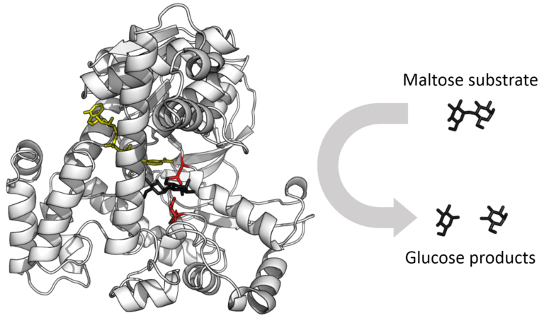 3D molecular structure representation of an enzyme with active site highlighted and substrates/products depicted, including a maltose substrate converting to glucose products.