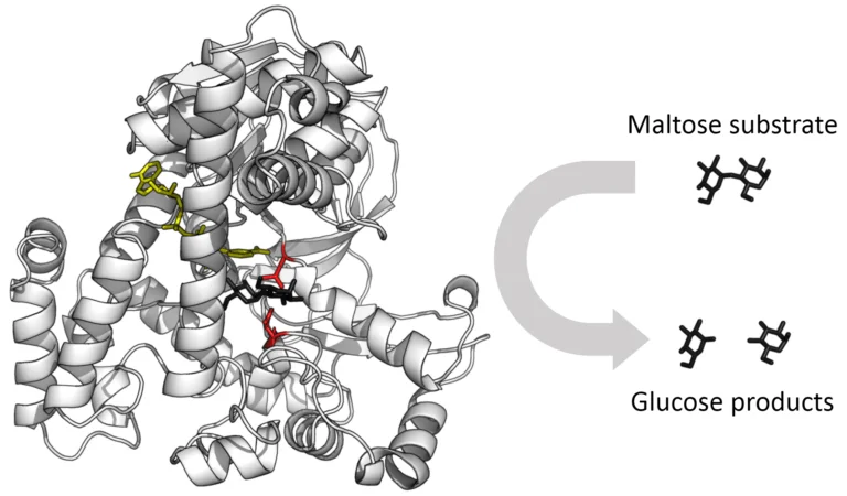 3D molecular structure representation of an enzyme with active site highlighted and substrates/products depicted, including a maltose substrate converting to glucose products.