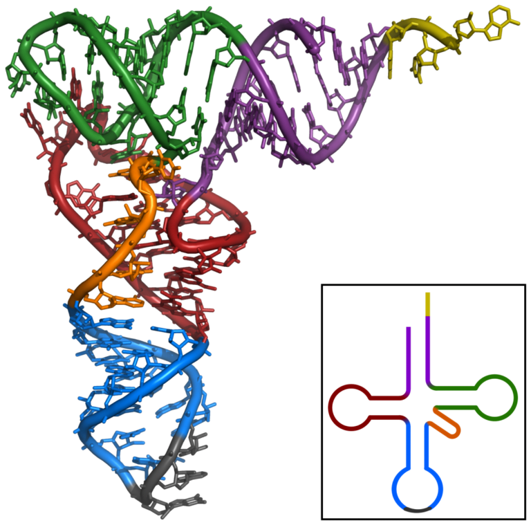A 3D molecular model of DNA featuring a double helix structure with color-coded components, accompanied by a simplified 2D legend mapping the colors to specific parts of the DNA structure.