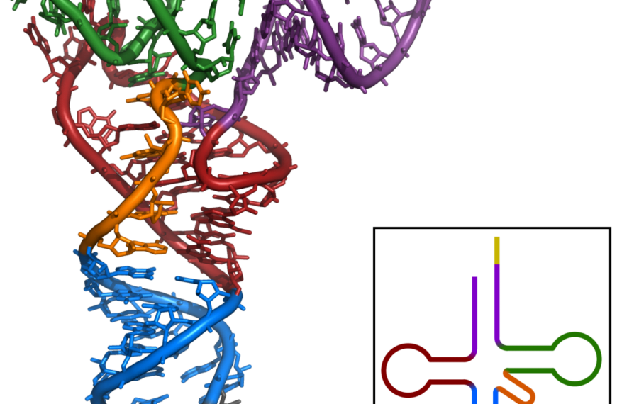 A 3D molecular model of DNA featuring a double helix structure with color-coded components, accompanied by a simplified 2D legend mapping the colors to specific parts of the DNA structure.