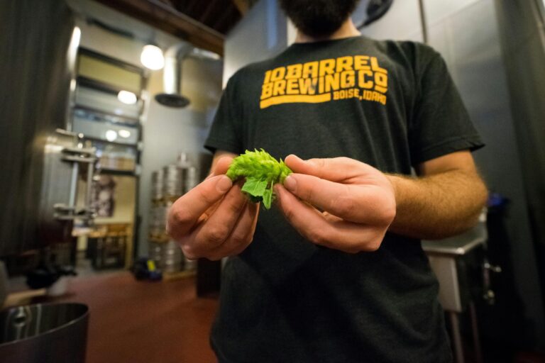 A person in a brewery wearing a "10 Barrel Brewing Co." t-shirt holds a hop cone in their hands, showing it to the camera.