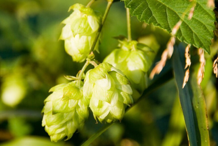 A close-up of green hops cones hanging from a vine with sunlight filtering through the leaves.