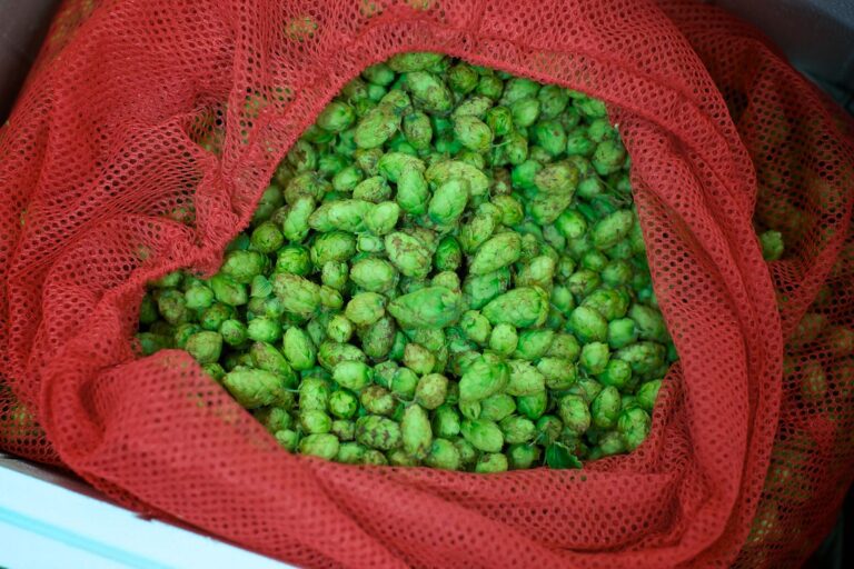 A sack of green hop cones partially covered by red mesh fabric.