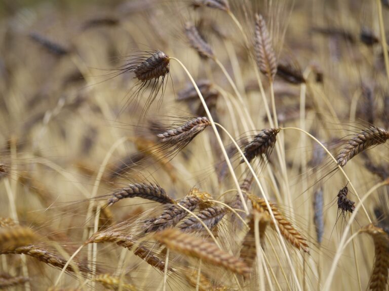 Close-up of ripe wheat ears with a shallow depth of field in a field.