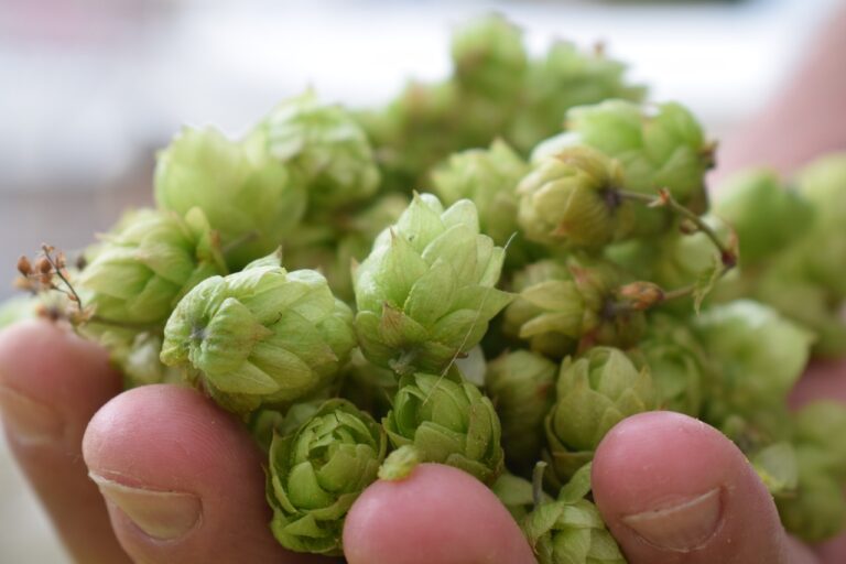 A close-up of a person's fingers holding a bunch of green hops with a blurred background.