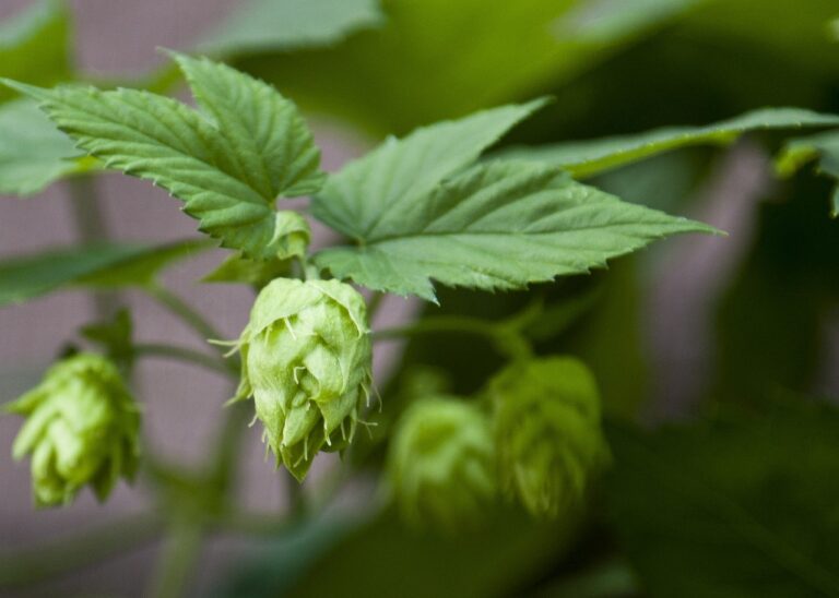 Green hops cones hanging from the vine with leaves in the foreground.