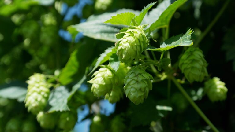 Green hop cones hanging from a vine with fresh leaves under bright sunlight.