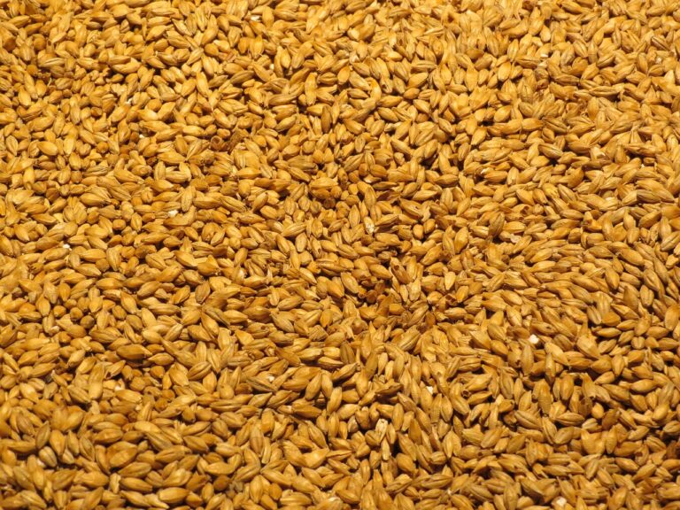 A close-up view of a large quantity of golden barley grains spread out evenly.