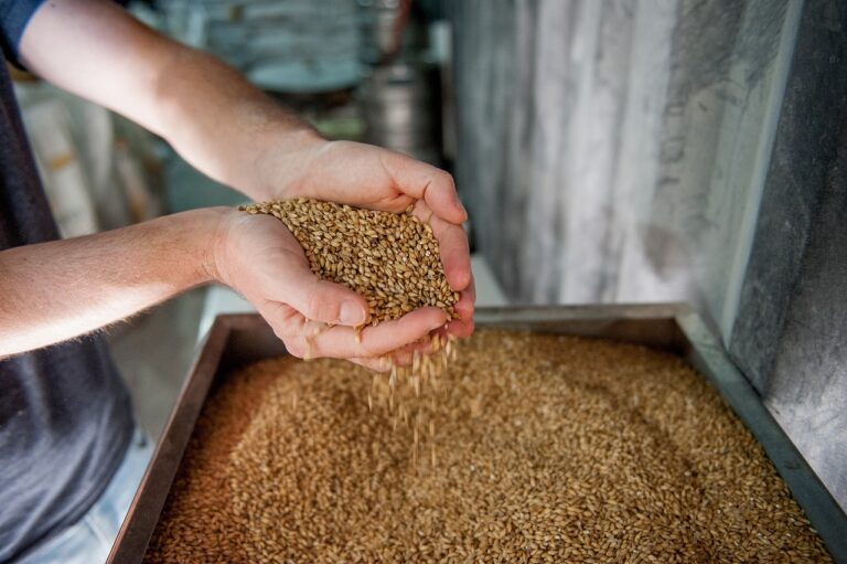 A person's cupped hands holding and examining a handful of grains above a metal bin full of similar grains.