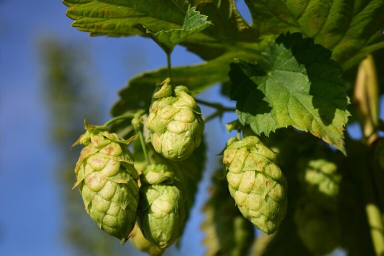 A close-up of green hop cones hanging from the vine with leaves, against a blue sky background.