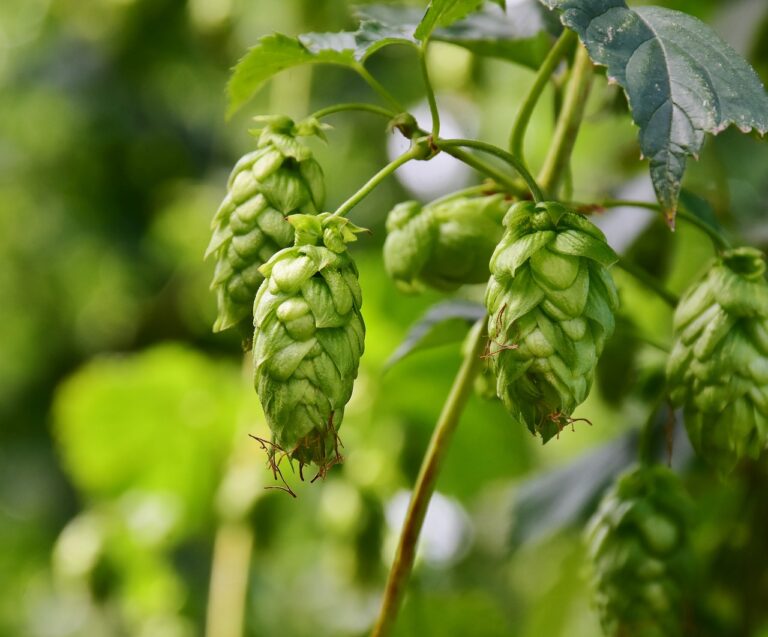 Close-up of green hop cones on a bine with out-of-focus leaves in the background.