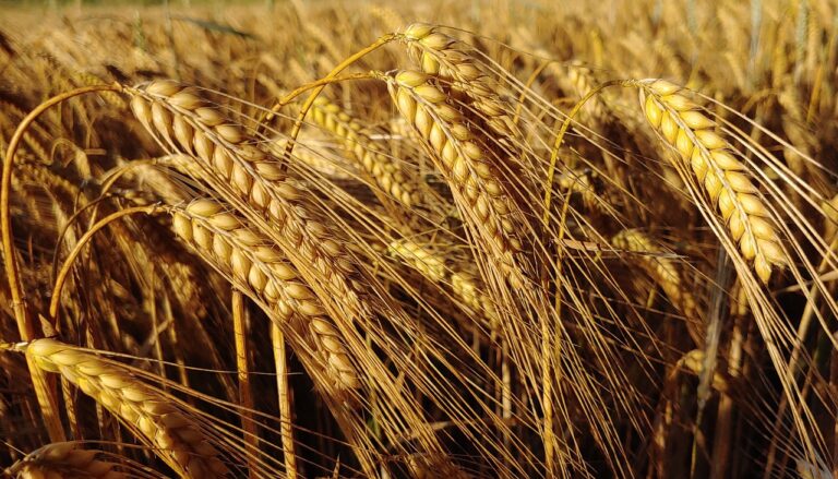 Close-up of ripe golden wheat ears in a field with sunlight enhancing their color.