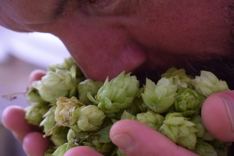 A close-up image of a person smelling a handful of green hops with detail on the hops and the person's nose and mouth.