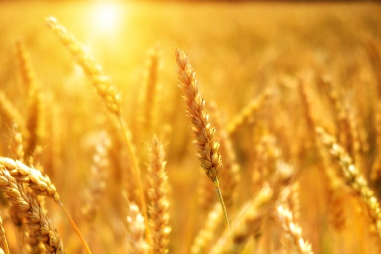 Golden wheat field with ripe ears of wheat backlit by the setting sun creating a warm, glowing atmosphere.