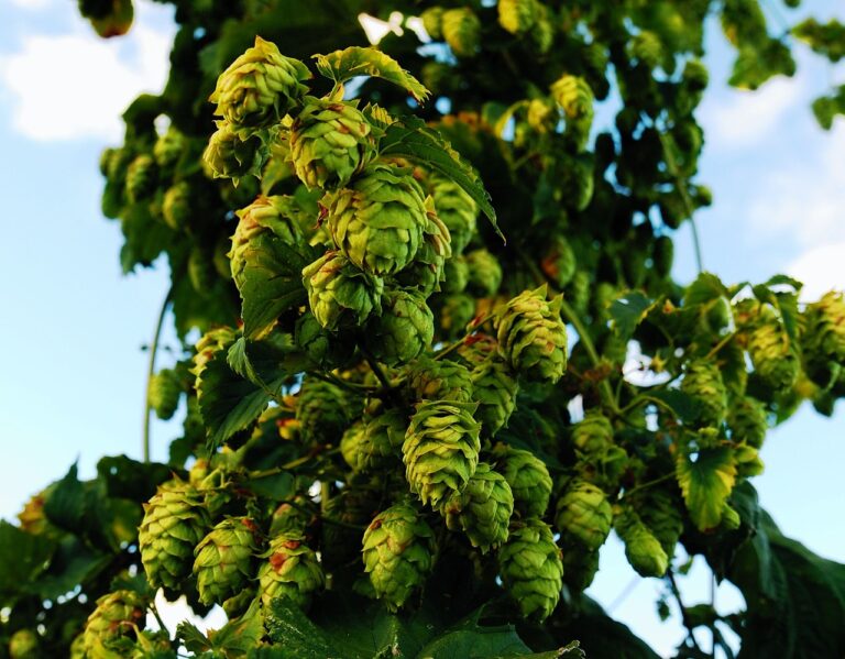 Clusters of green hops hanging from a vine against a blue sky with soft white clouds.