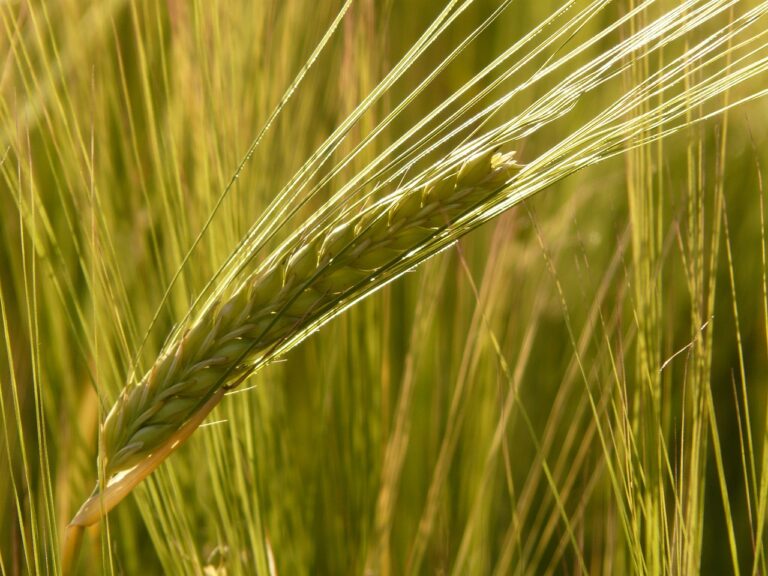 Close-up of a single barley spike in a field, highlighted by sunlight, with a bokeh effect on the green stems in the background.