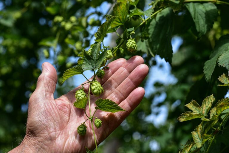 A person's hand gently touching a cluster of green hops growing on a vine with a blurred green foliage background.
