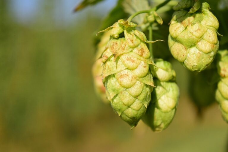 A close-up of ripening hops (Humulus lupulus) with a blurred green background.