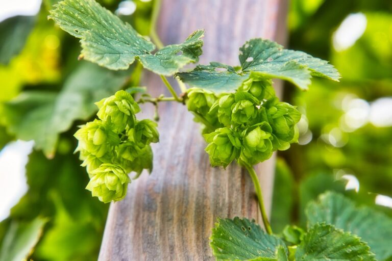 Green hop cones hanging from a bine with leaves, in front of a blurred wooden stake and foliage background.
