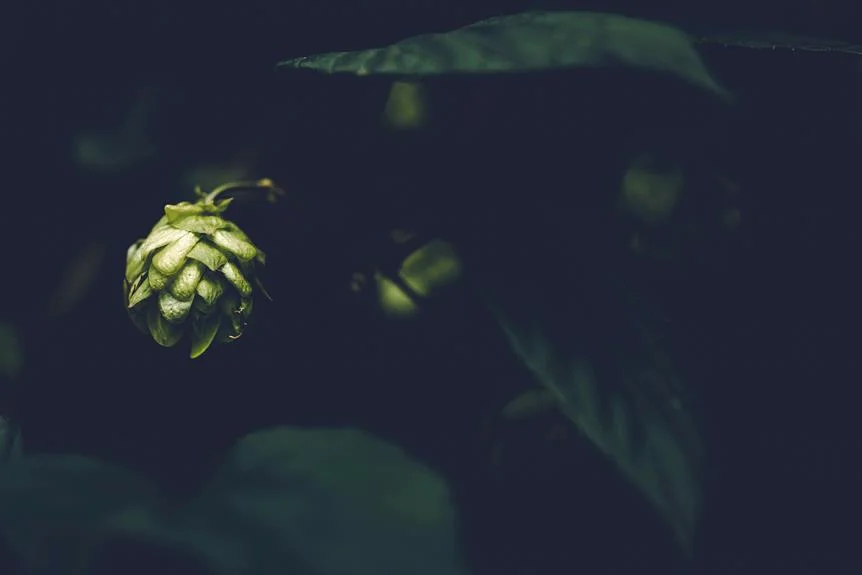 popular hops for homebrewing