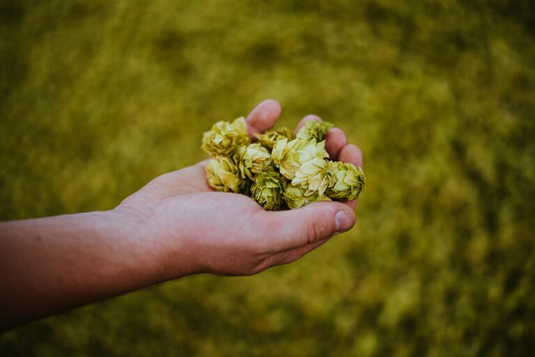A hand holding a cluster of dried hops against a blurred green background.